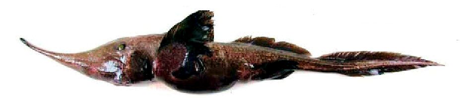 Harriotta haeckeli_02.jpg